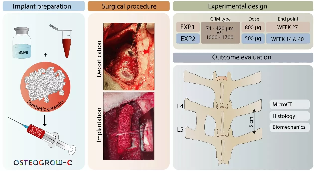 Calcium phosphate ceramics combined with rhBMP6 within autologous blood coagulum promote posterolateral lumbar fusion in sheep