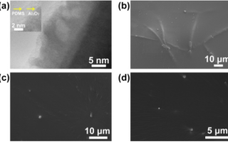 Tunnel elasticity enhancement effect of 3D submicron ceramics (Al2O3, TiO2, ZrO2) fiber on polydimethylsiloxane (PDMS)