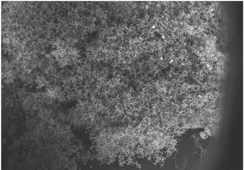 Porous SiC/melamine-derived carbon foam frameworks with excellent electromagnetic wave absorbing capacity